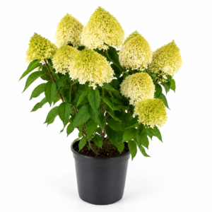 Hydrangea paniculata Magical Andes® 'BOLMAGANDE'