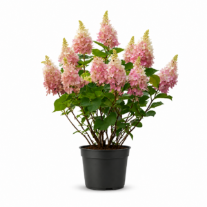 Hydrangea paniculata pinky winky Bruxelles
