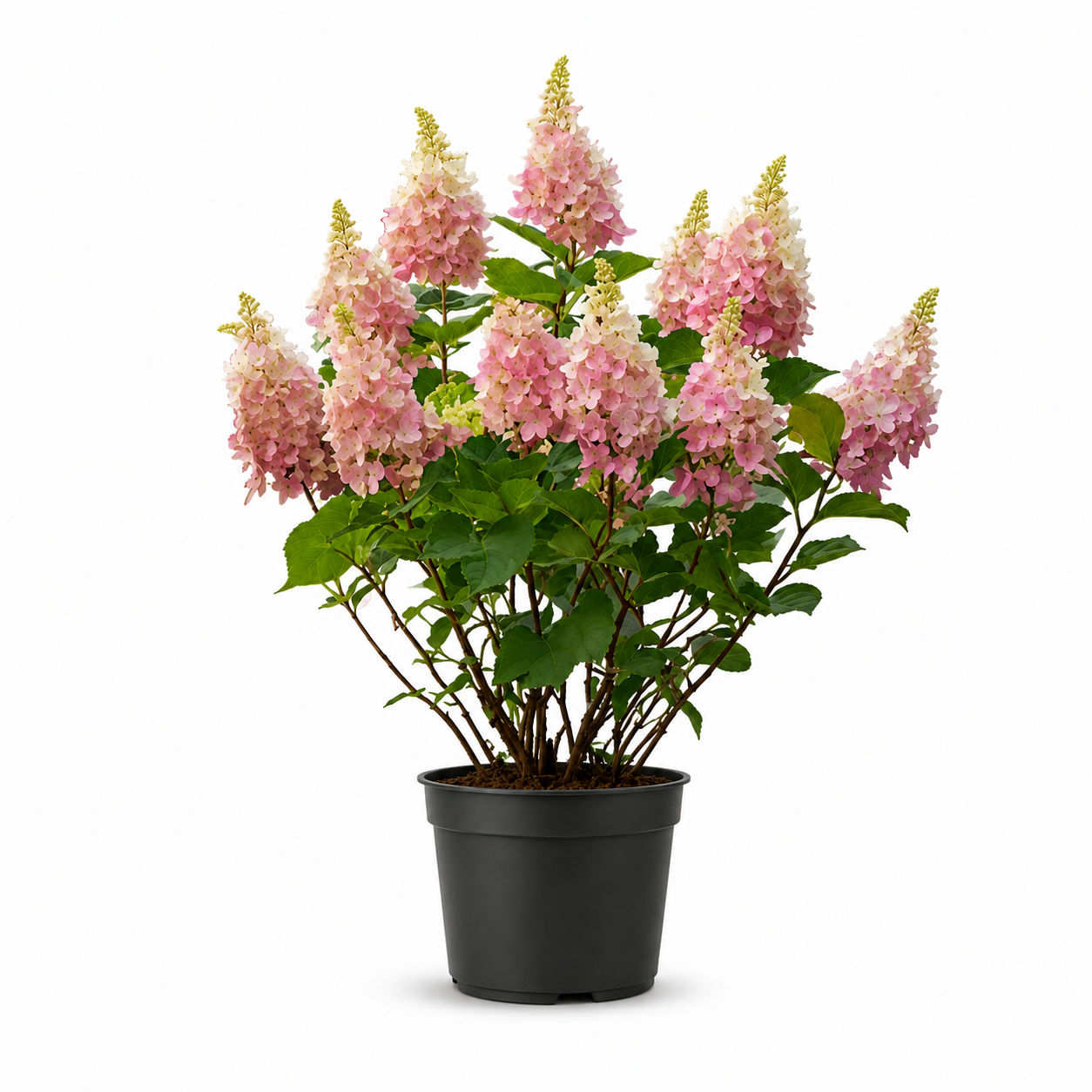 Hydrangea paniculata pinky winky Bruxelles