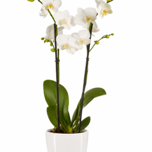 orchidée blanche 2 branches
