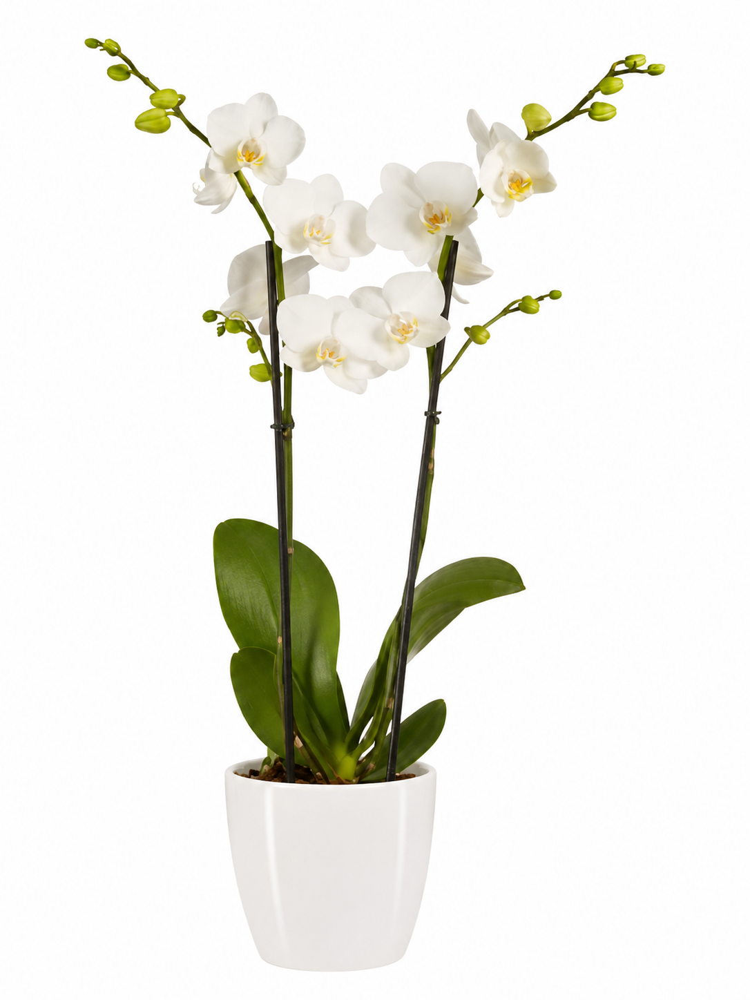 orchidée blanche 2 branches