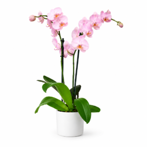 orchidee rose 2 branches