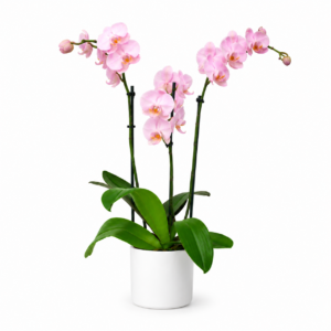 orchidee rose 3 branches
