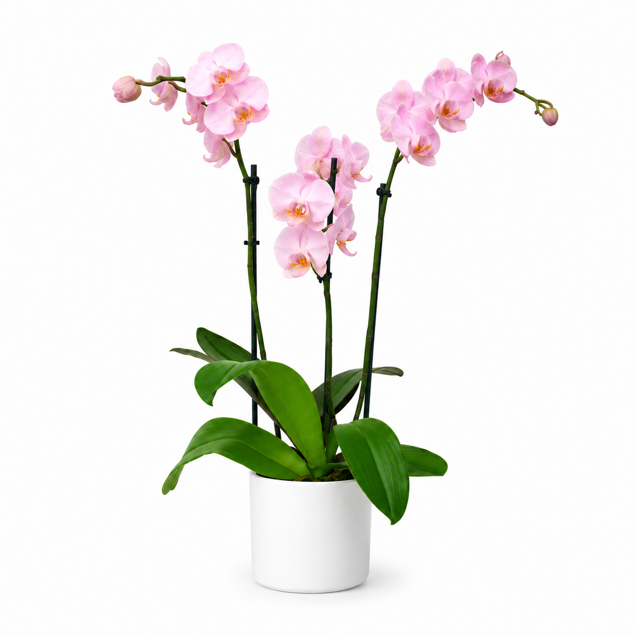 orchidee rose 3 branches