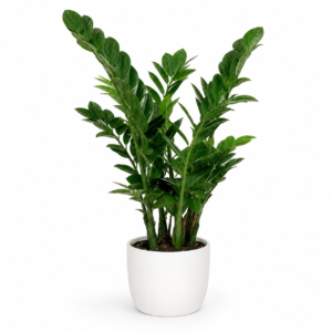 Zamioculcas Zamiifolia livraison plante bruxelles