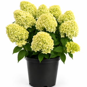 Hydrangea paniculata Lemon Light aux fleurs vert citron et crème. Un hortensia lumineux, élégant et facile à intégrer au jardin. Livraison à Bruxelles.