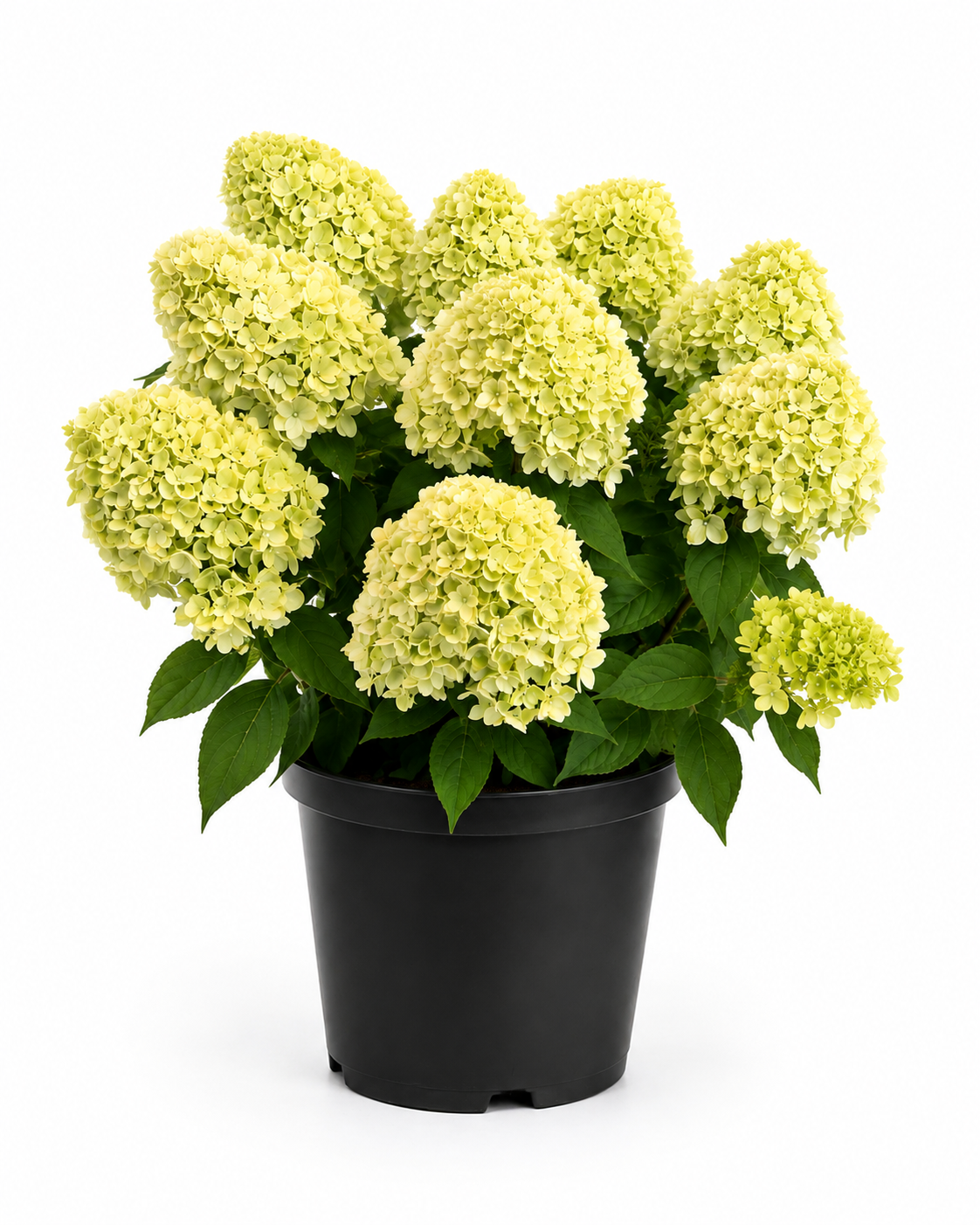 Hydrangea paniculata Lemon Light aux fleurs vert citron et crème. Un hortensia lumineux, élégant et facile à intégrer au jardin. Livraison à Bruxelles.