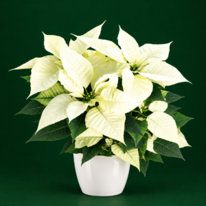 Poinsettia blanc en cache-pot en faïence blanche